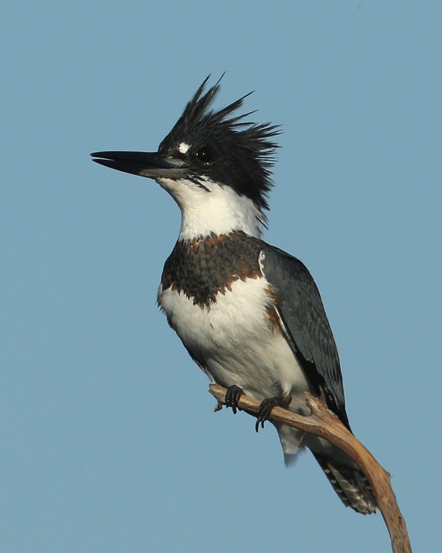 Belted Kingfisher - Hal and Kirsten Snyder