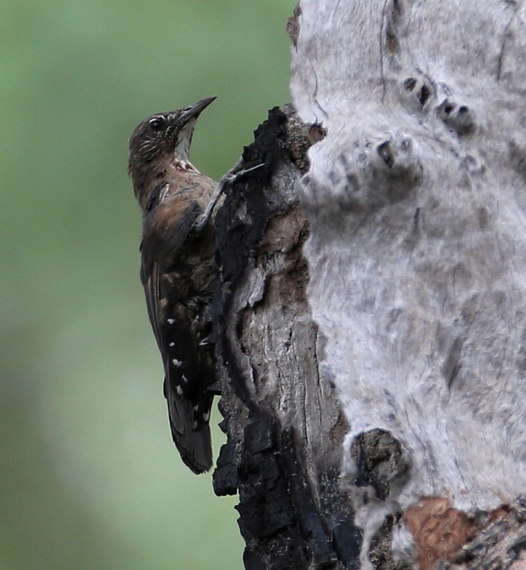 Black-tailed Treecreeper - Hal and Kirsten Snyder