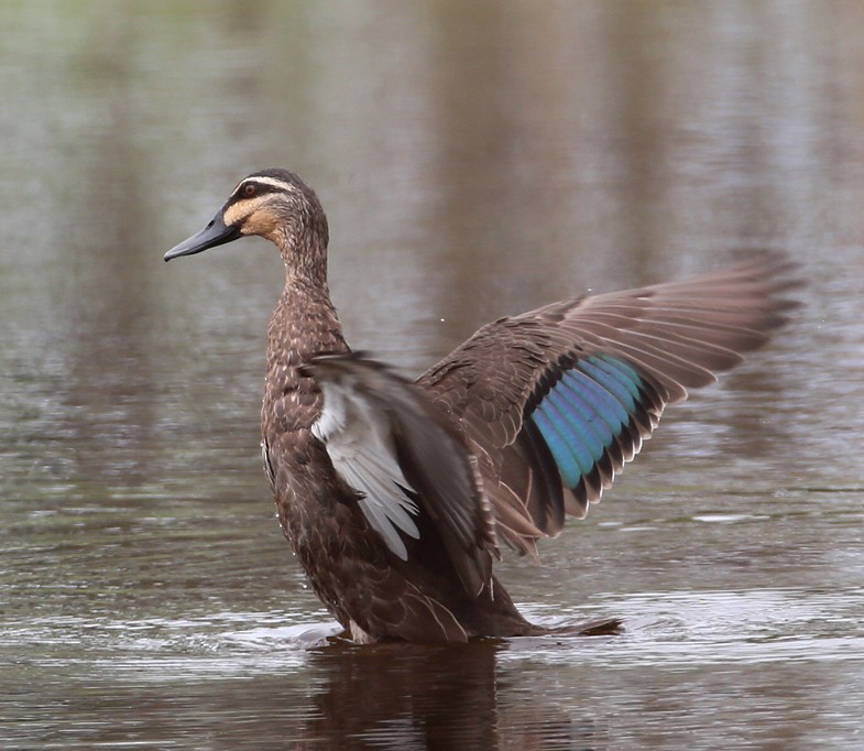 Pacific Black Duck - Hal and Kirsten Snyder