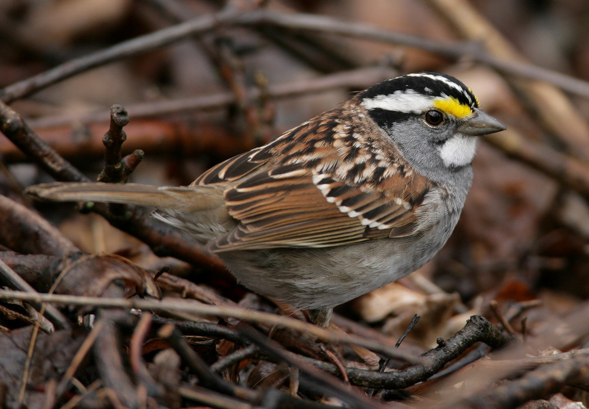 White-throated Sparrow - ML204339891
