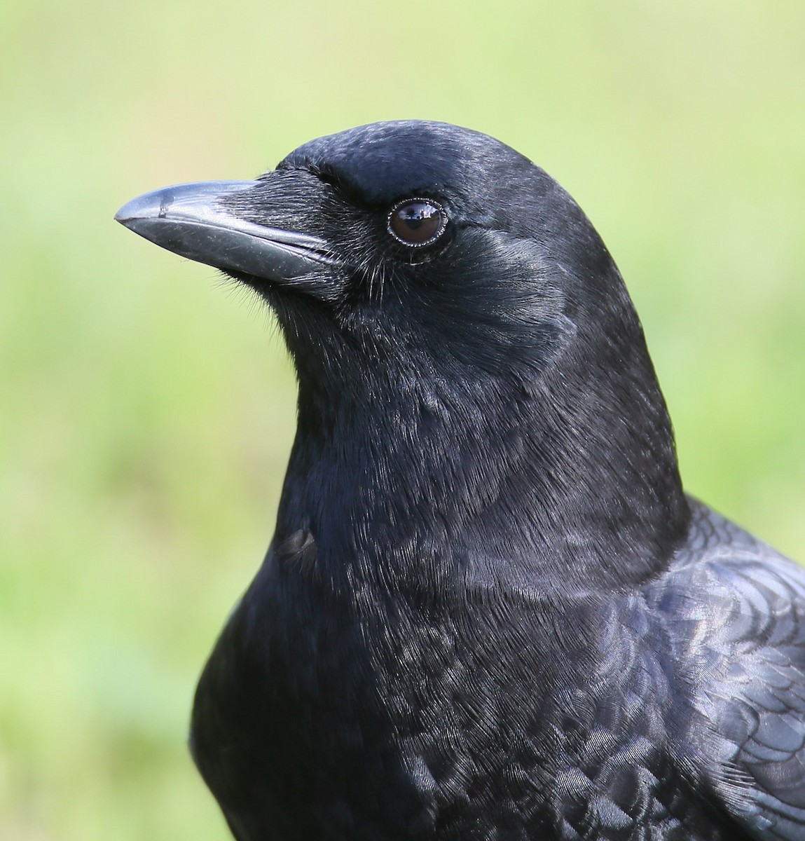 American Crow - Hal and Kirsten Snyder