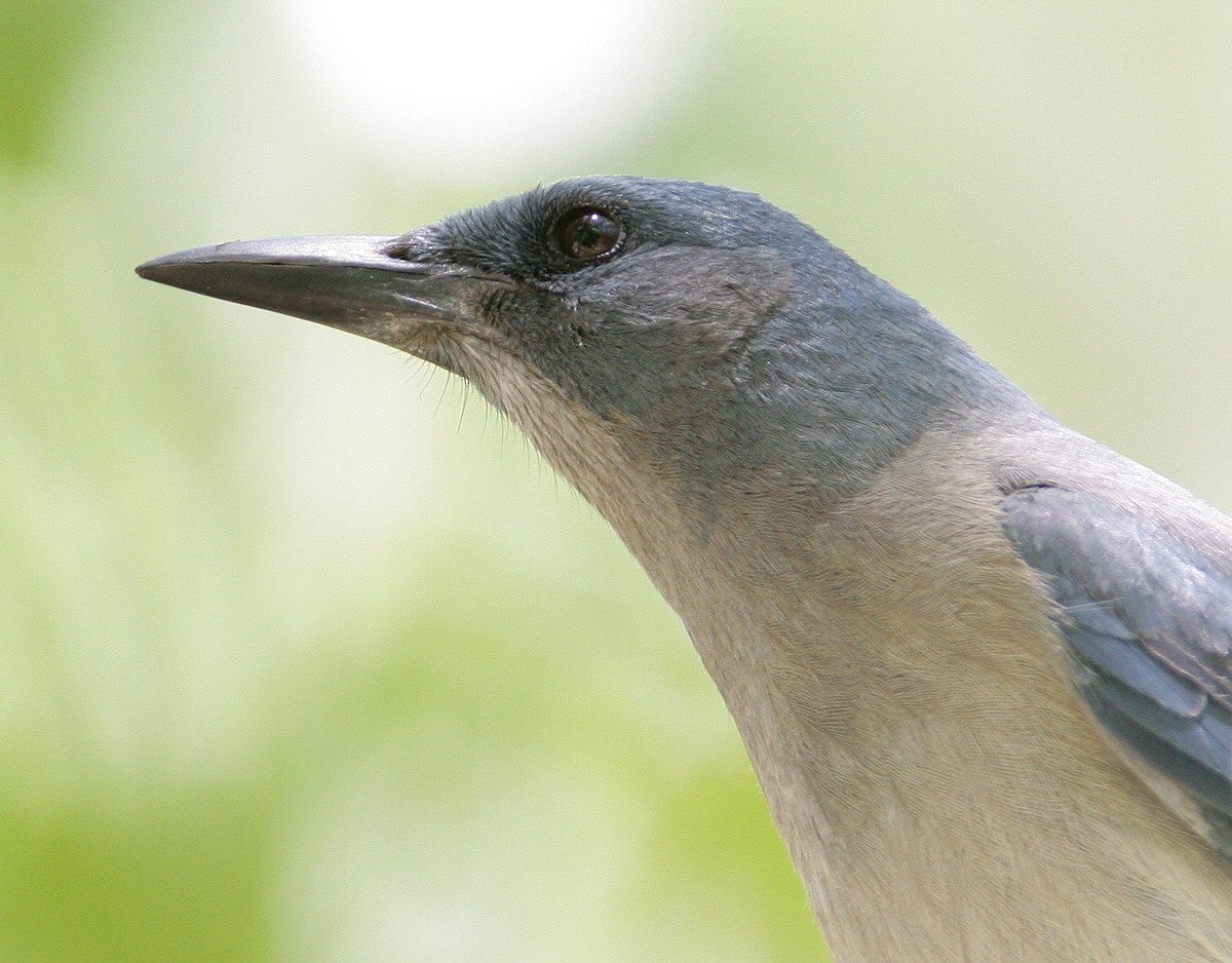 Mexican Jay (Arizona) - Hal and Kirsten Snyder