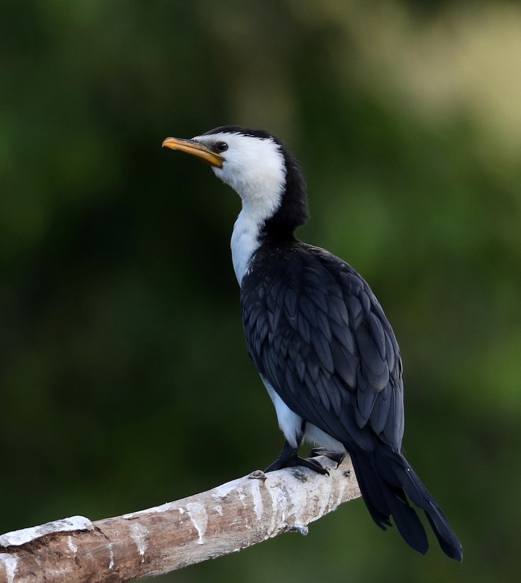 Little Pied Cormorant - Hal and Kirsten Snyder