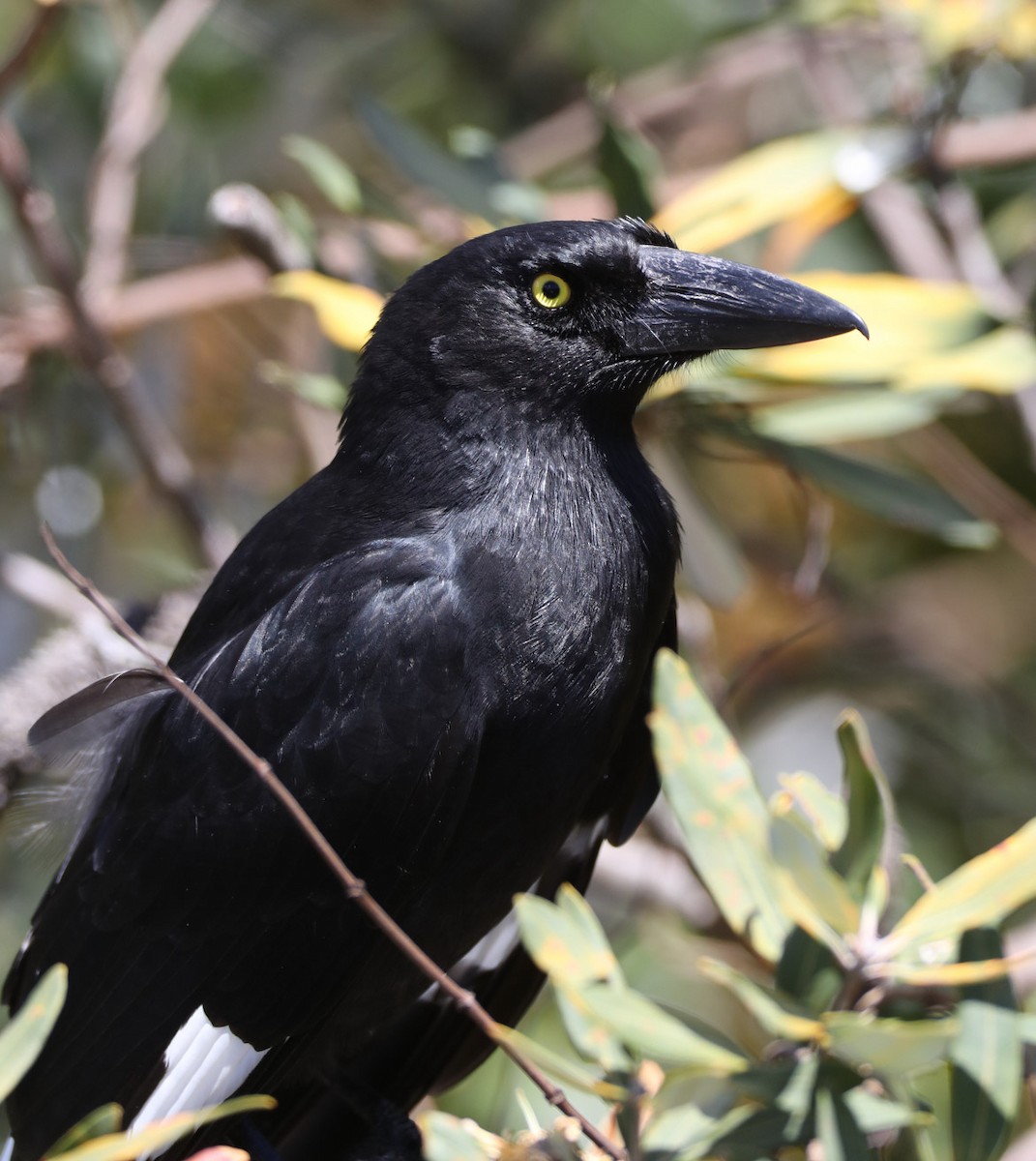 Pied Currawong - Hal and Kirsten Snyder