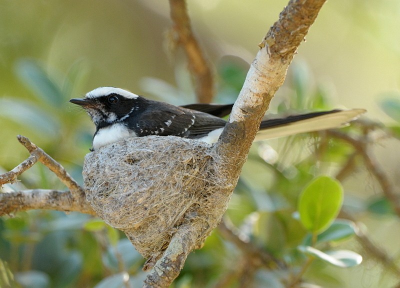 White-browed Fantail - ML204340571