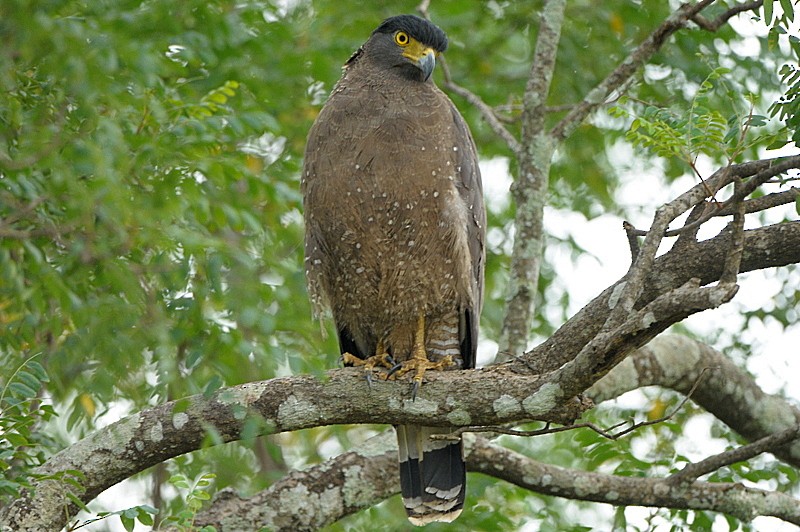 Crested Serpent-Eagle - ML204340601