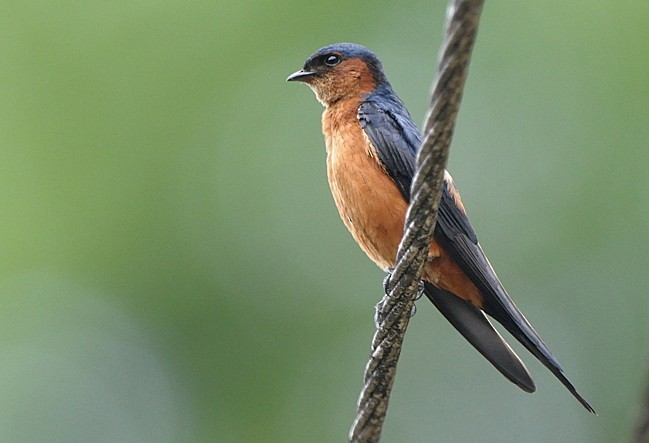 Sri Lanka Swallow - Tadeusz Stawarczyk