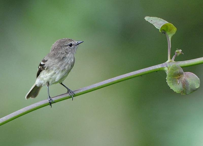 Olive-chested Flycatcher - ML204341011