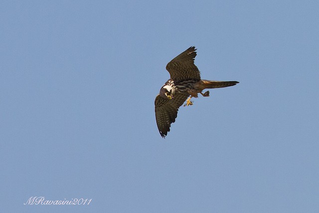  - Eurasian Hobby - 
