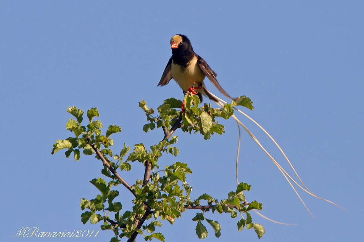 Straw-tailed Whydah - ML204341421