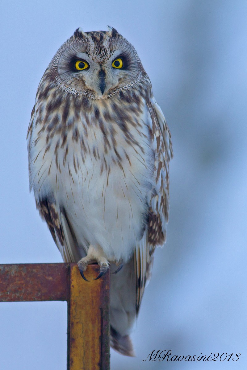 Short-eared Owl (Northern) - Maurizio Ravasini