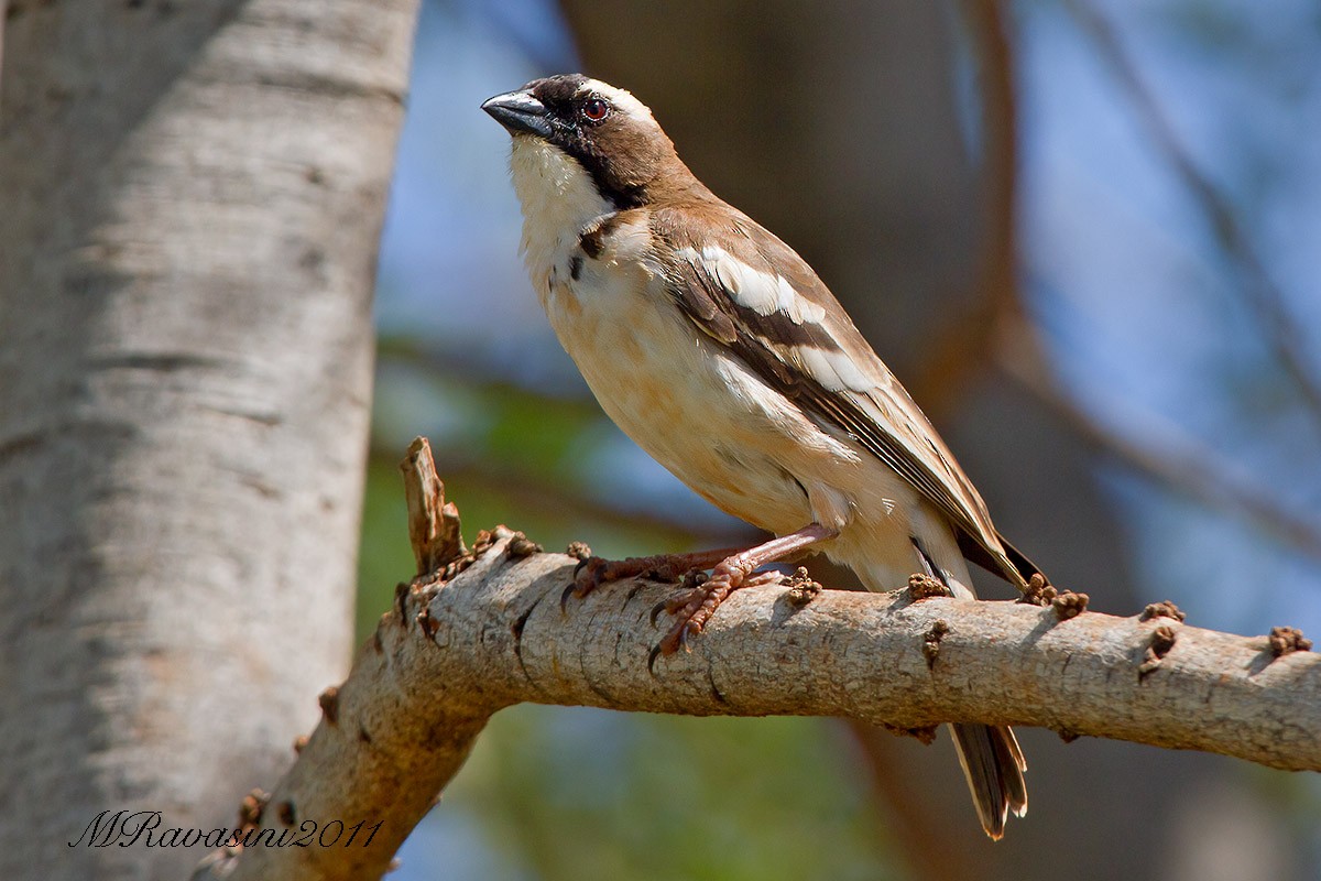 White-browed Sparrow-Weaver (Black-billed) - Maurizio Ravasini