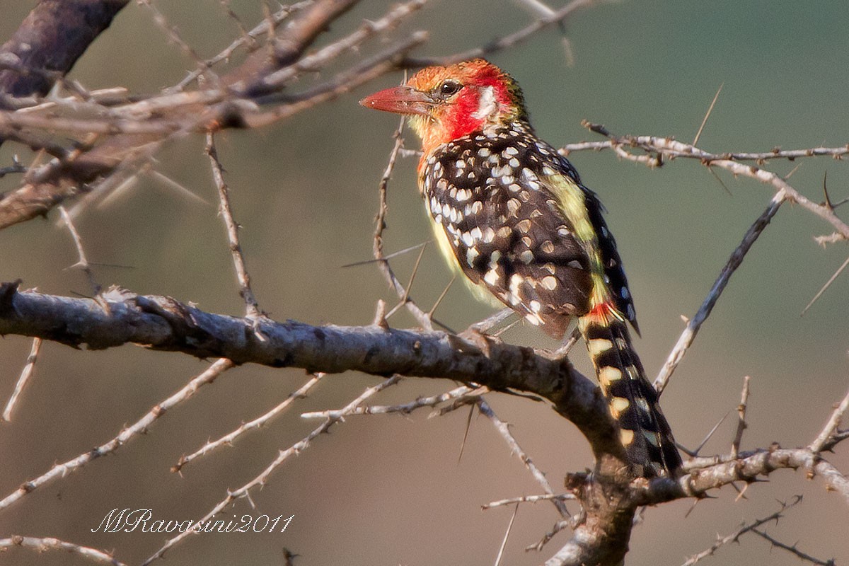 Red-and-yellow Barbet - ML204341561
