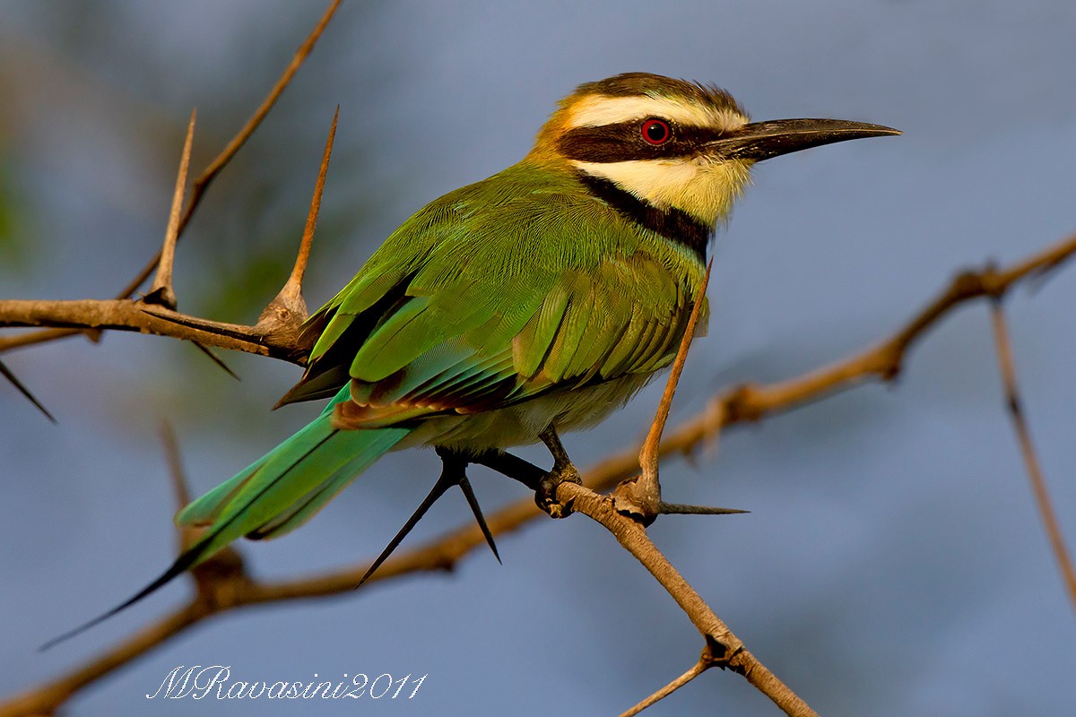 White-throated Bee-eater - Maurizio Ravasini