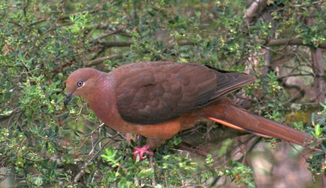 Brown Cuckoo-Dove - Rhonda Hansch