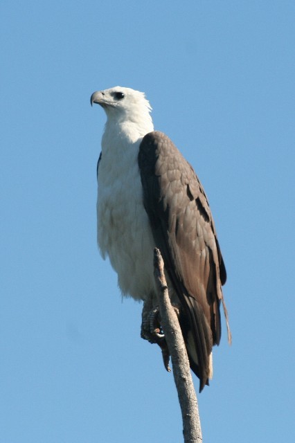 White-bellied Sea-Eagle - Rhonda Hansch