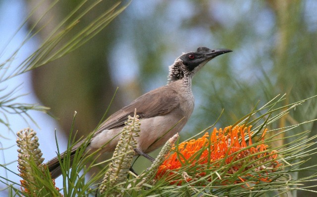 Silver-crowned Friarbird - ML204342051