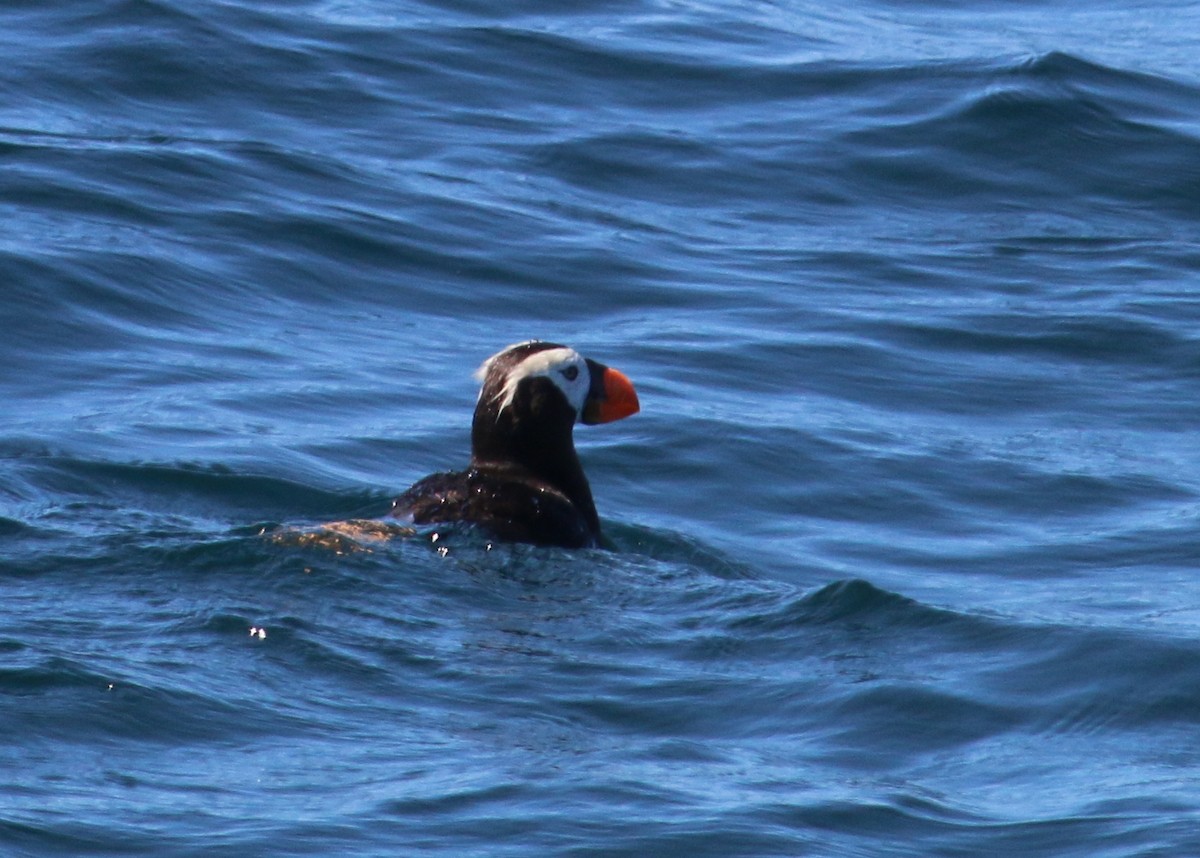 Tufted Puffin - ML20434231