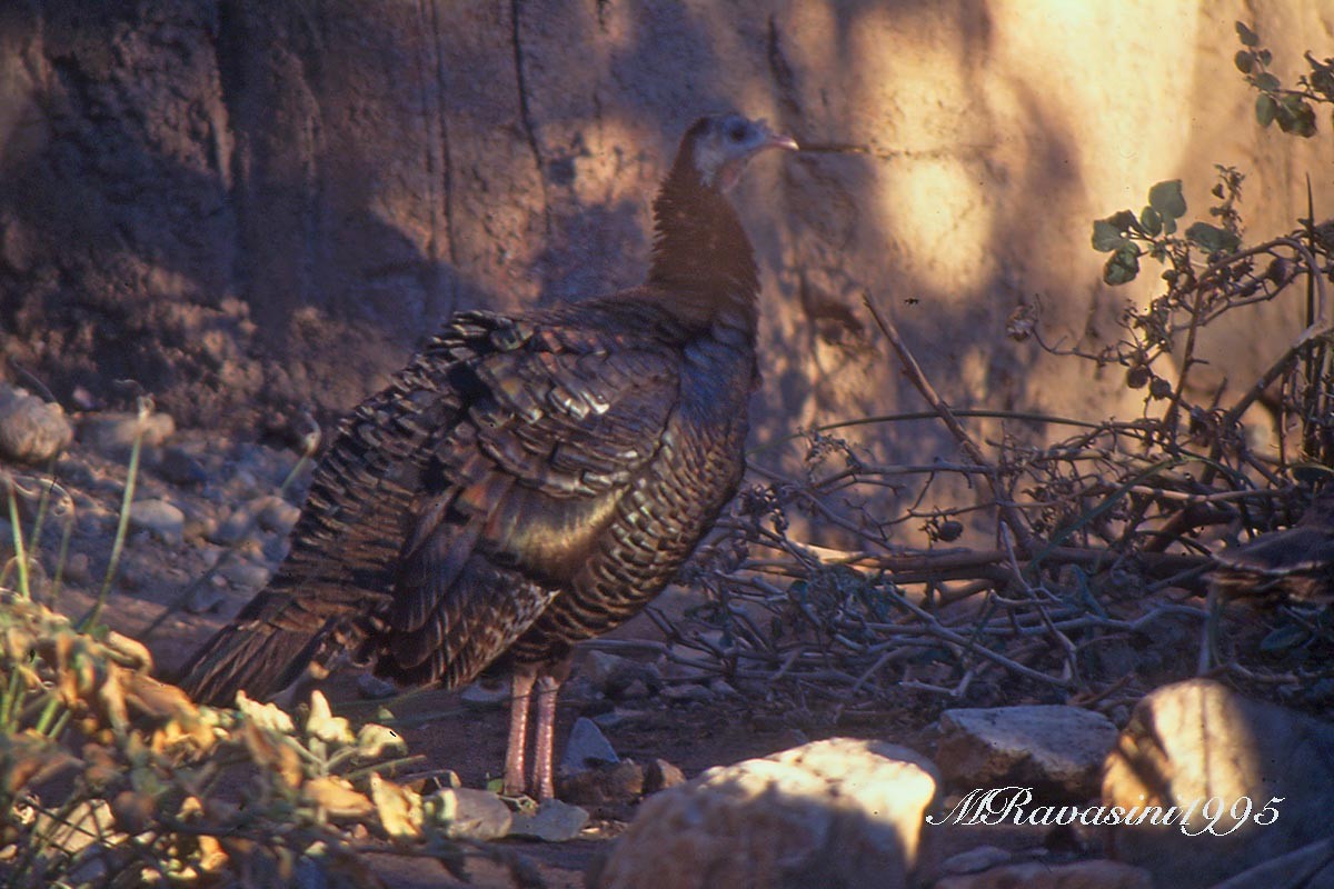 Wild Turkey - Maurizio Ravasini