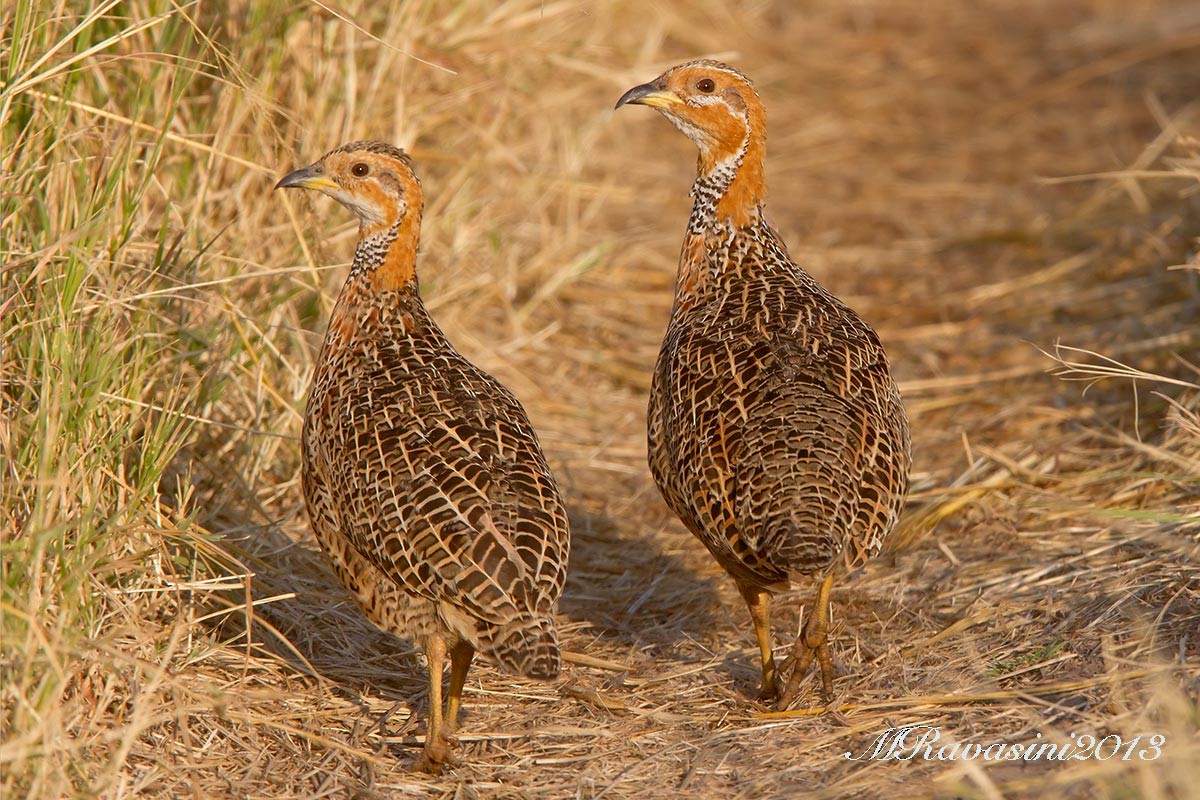 Red-winged Francolin - ML204342901