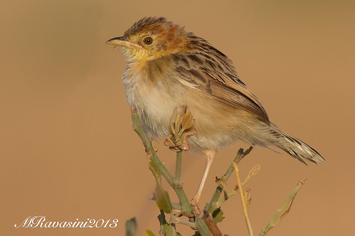 Stout Cisticola (Rufous-crowned) - ML204342931