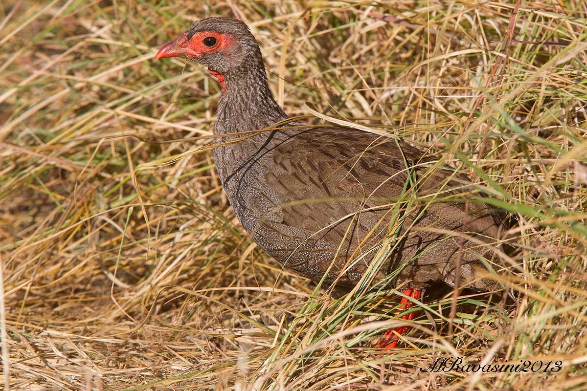 Red-necked Francolin (Cranch's) - ML204343021