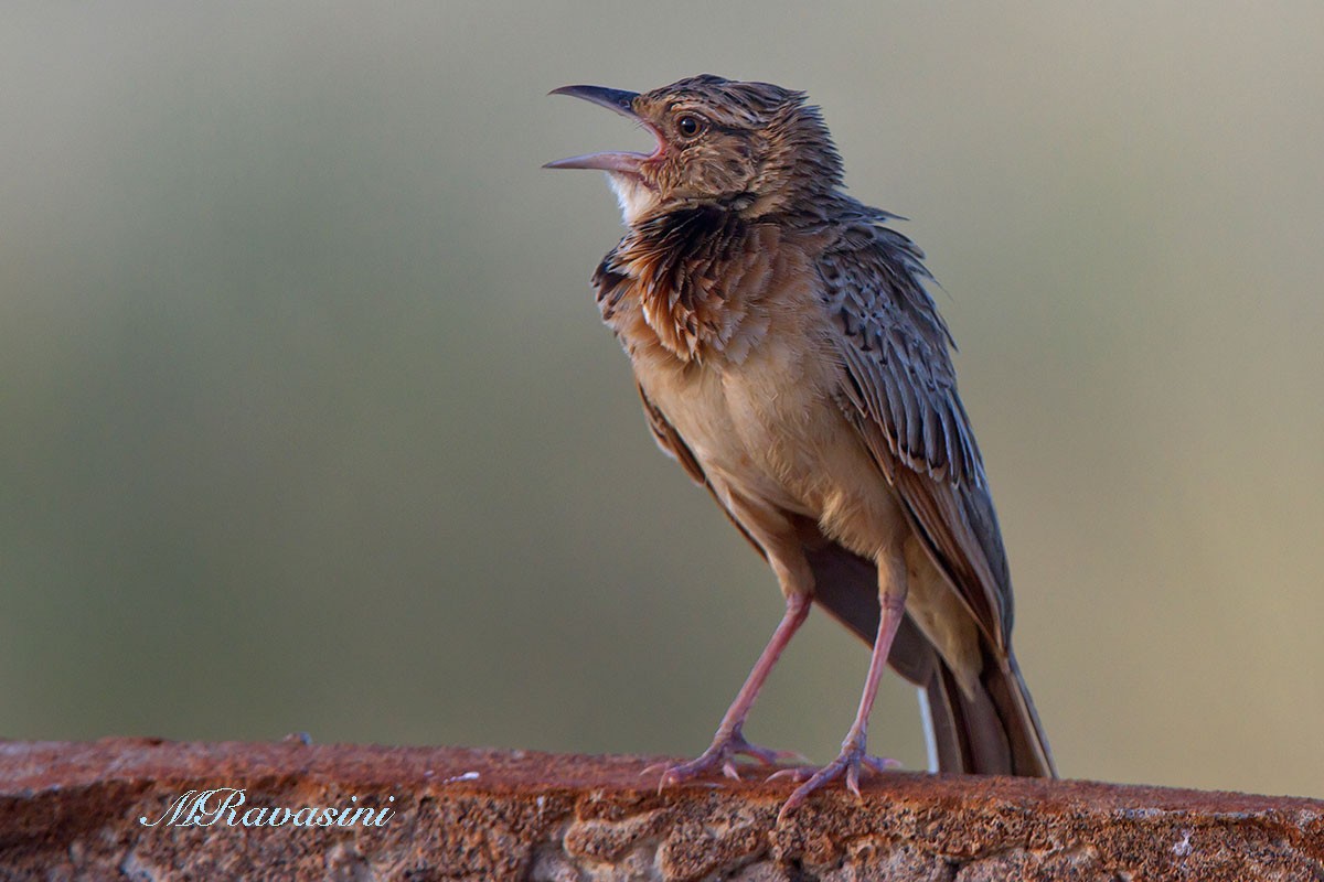 Red-winged Lark (Red-winged) - ML204343131