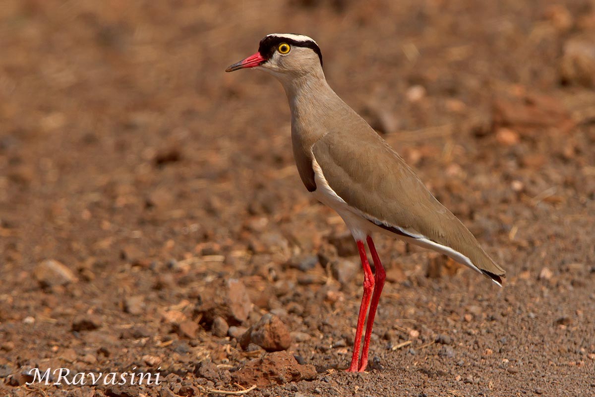 Crowned Lapwing - ML204343191