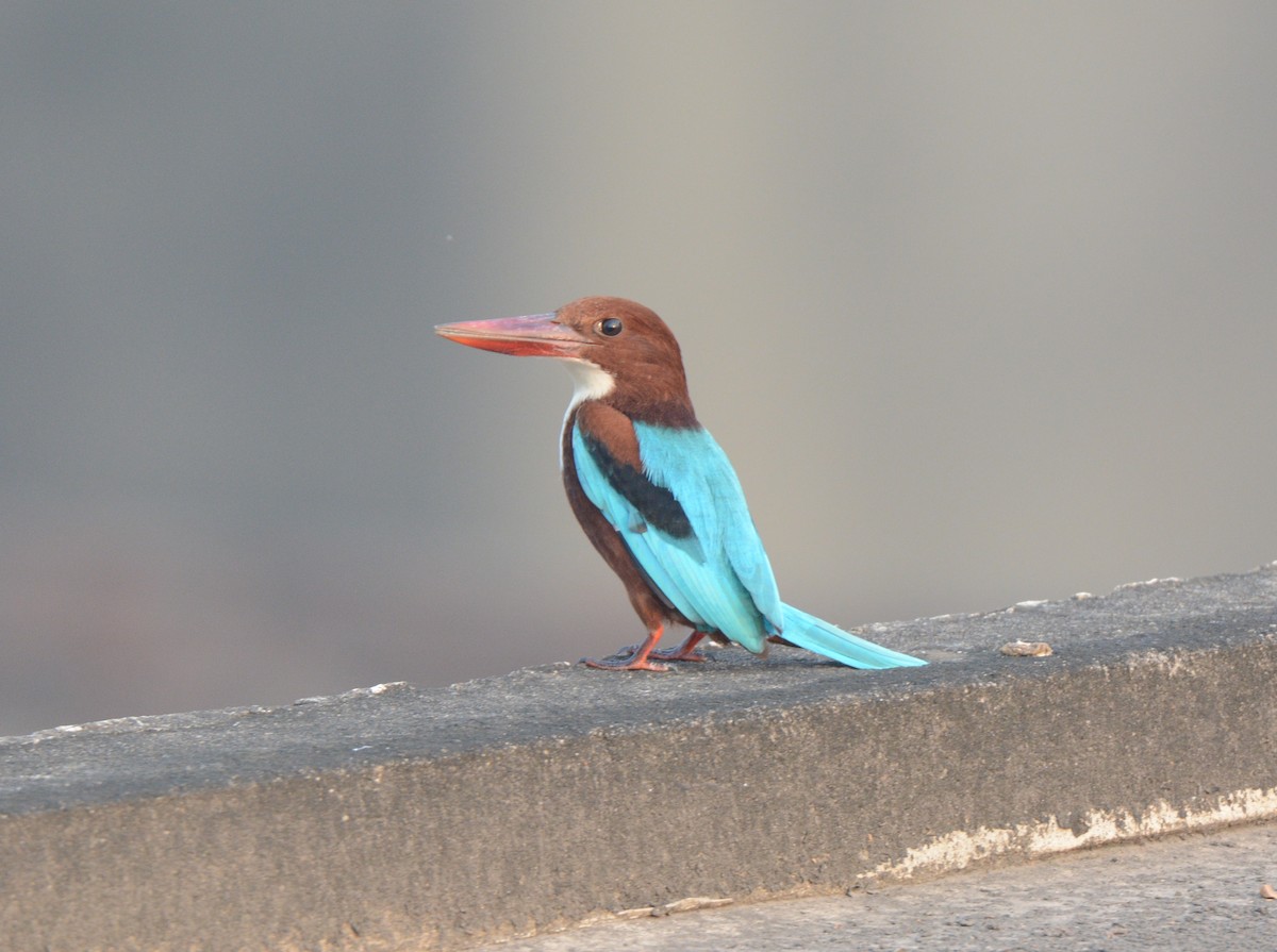 White-throated Kingfisher - Rahul Mukherjee