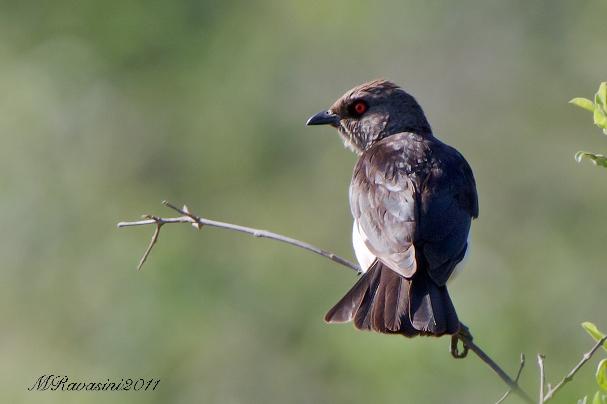Magpie Starling - ML204343411