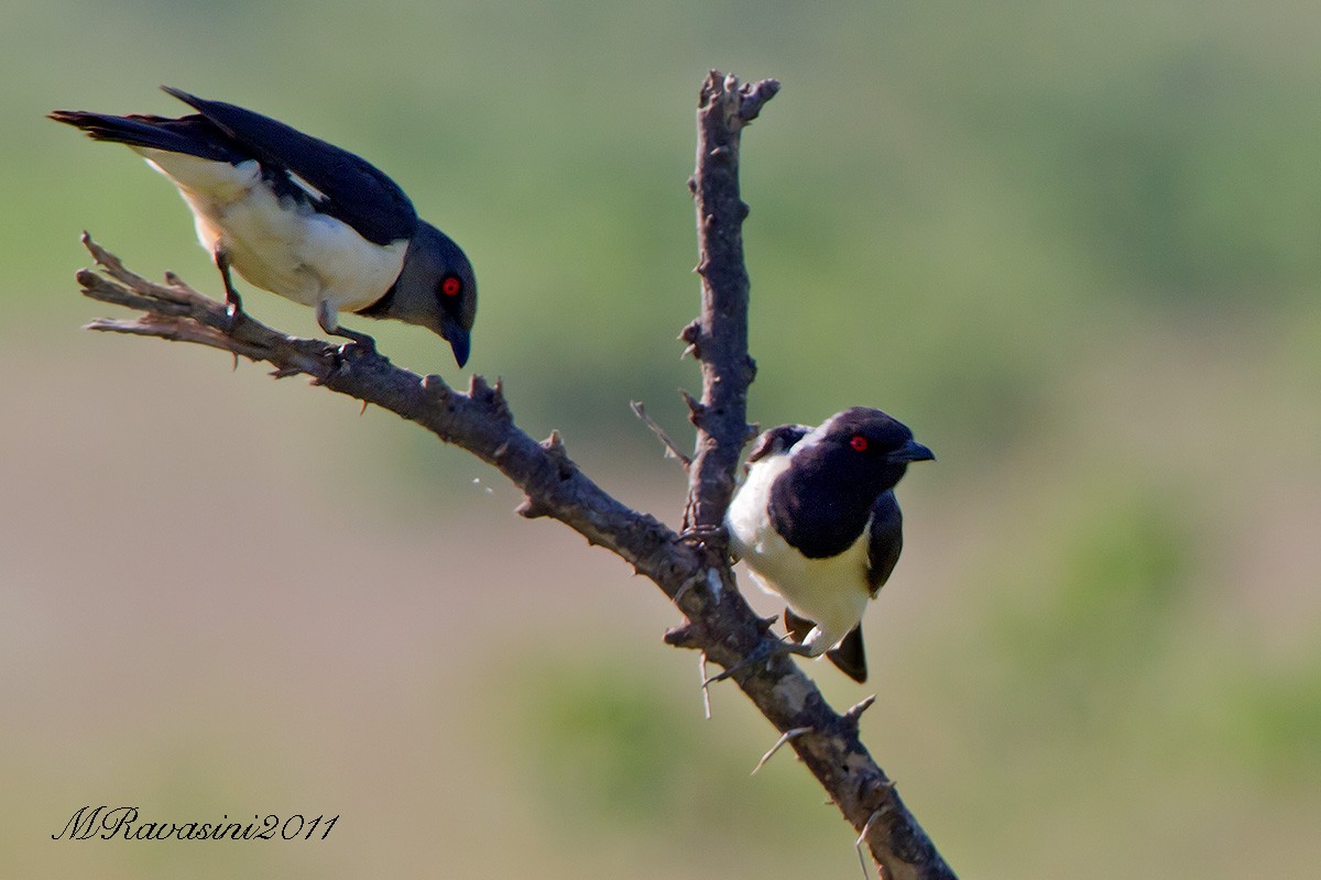 Magpie Starling - ML204343421
