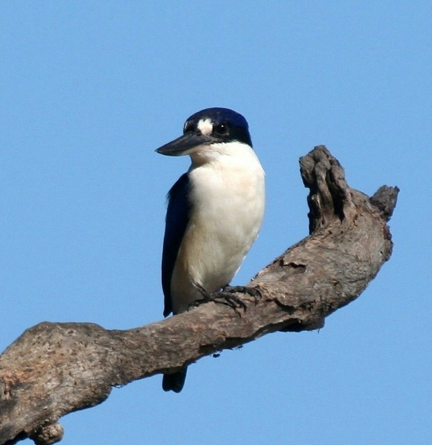Forest Kingfisher - ML204344001