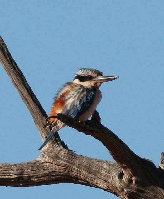 Red-backed Kingfisher - ML204344021