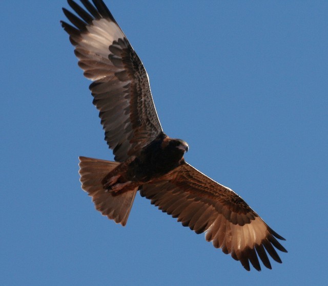 Black-breasted Kite - Rhonda Hansch