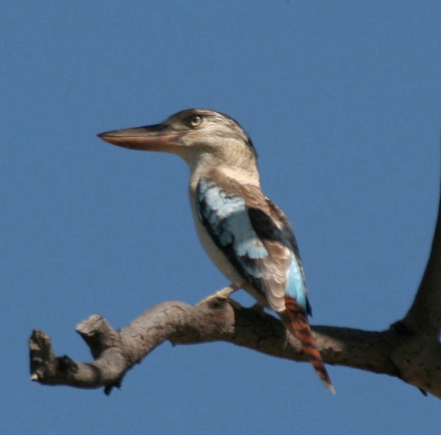 Blue-winged Kookaburra - Rhonda Hansch
