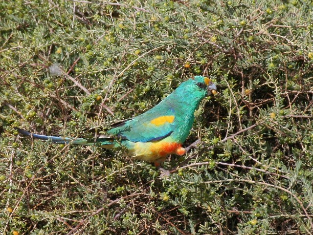 Папужка різнобарвний - ML204344191