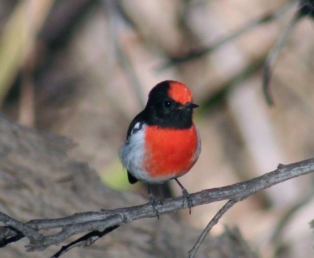 Red-capped Robin - ML204344441