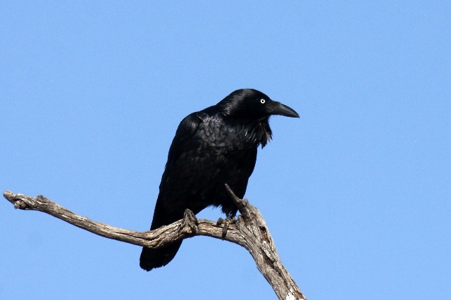 Australian Raven - ML204344531