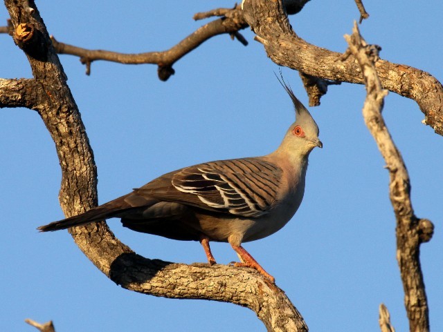 Crested Pigeon - ML204344561