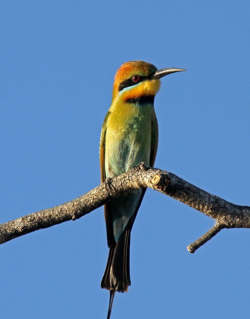 Rainbow Bee-eater - Lindsay Hansch