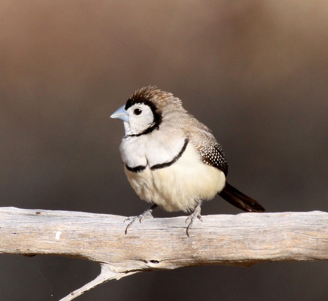 Double-barred Finch - Lindsay Hansch