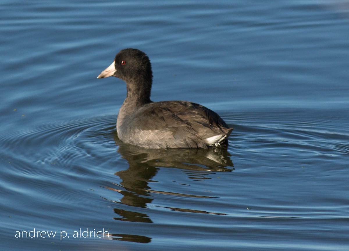 American Coot (Red-shielded) - ML20434491