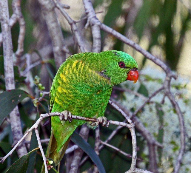 Scaly-breasted Lorikeet - Lindsay Hansch