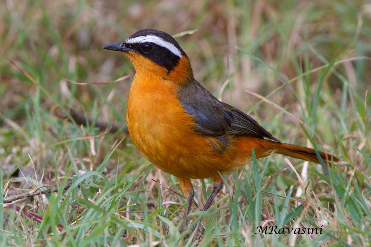 White-browed Robin-Chat - ML204345231