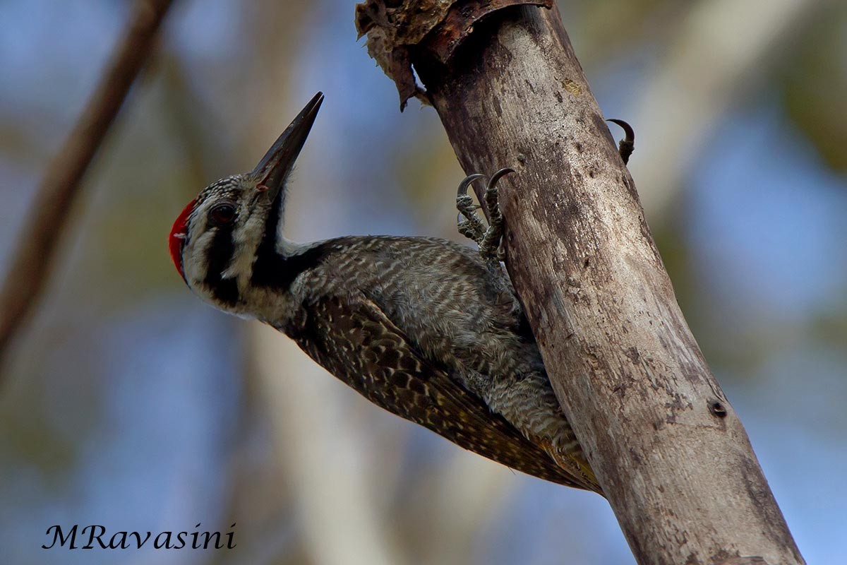 Bearded Woodpecker - Maurizio Ravasini