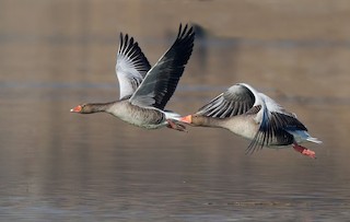 Graylag Goose (European), ML204345311