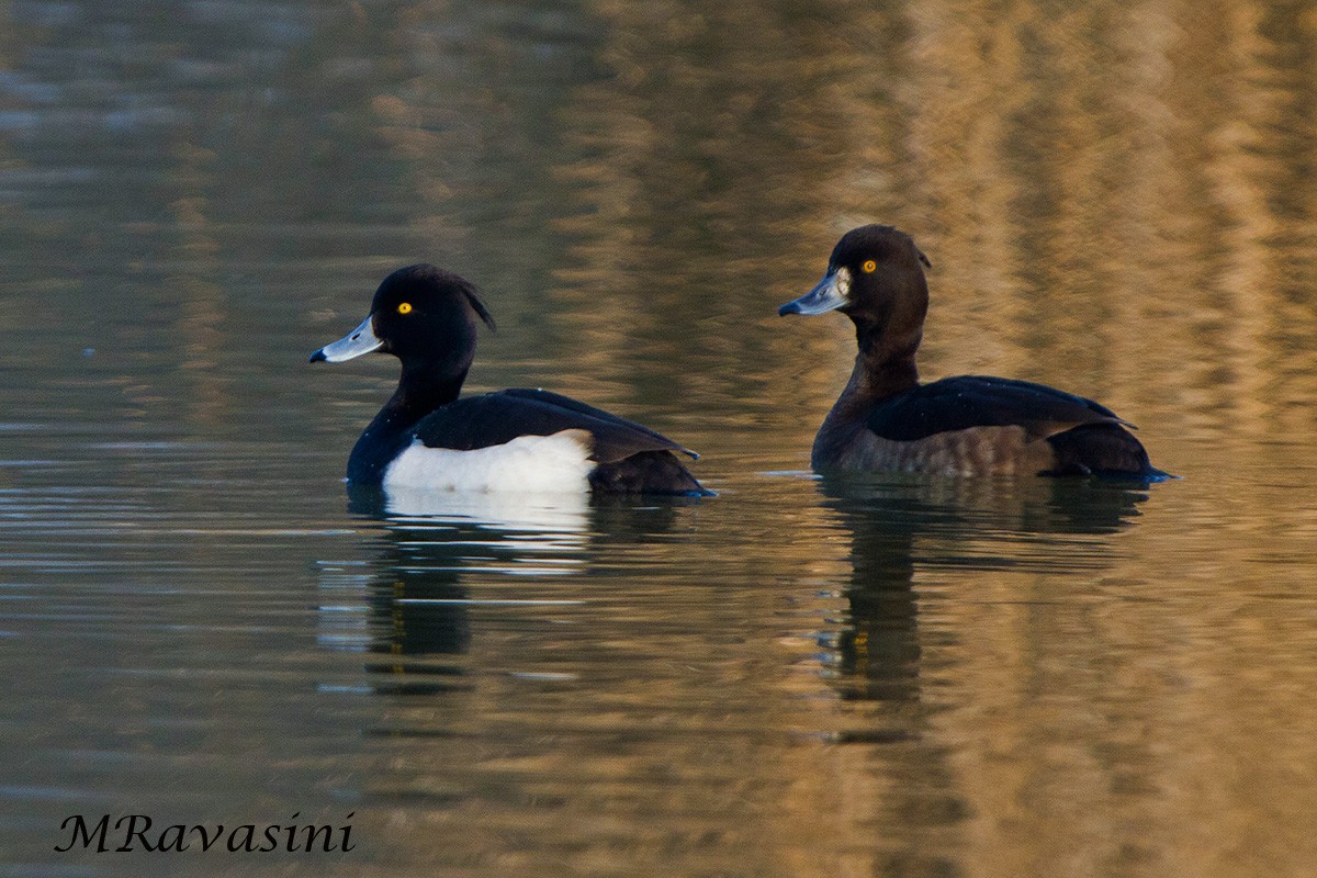 Tufted Duck - ML204345321