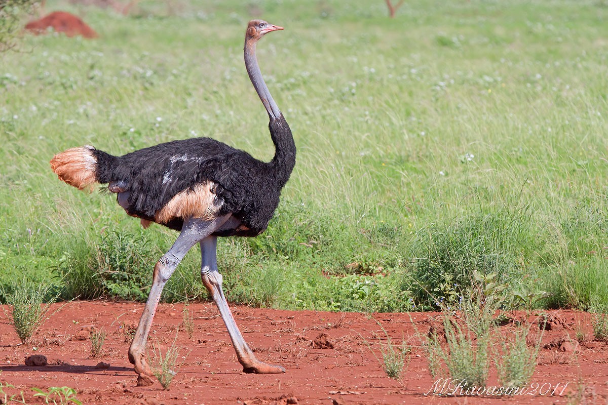 Somali Ostrich - Maurizio Ravasini