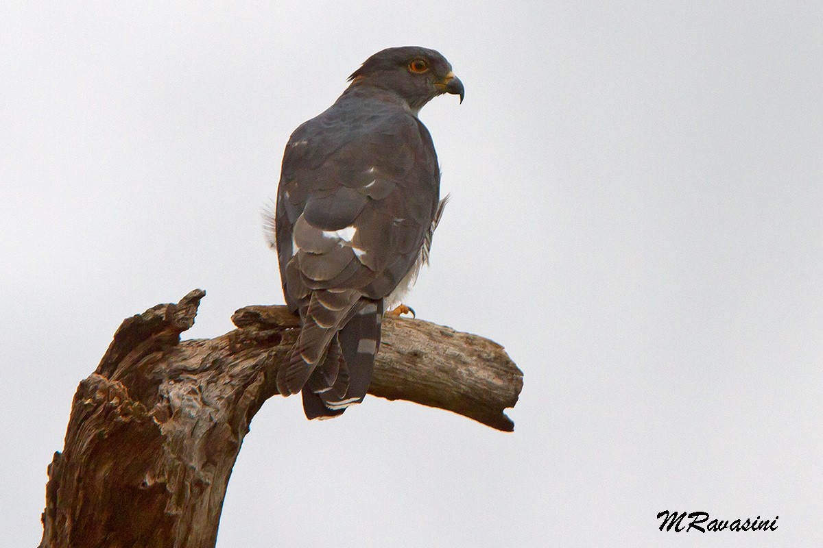 African Cuckoo-Hawk - ML204345471