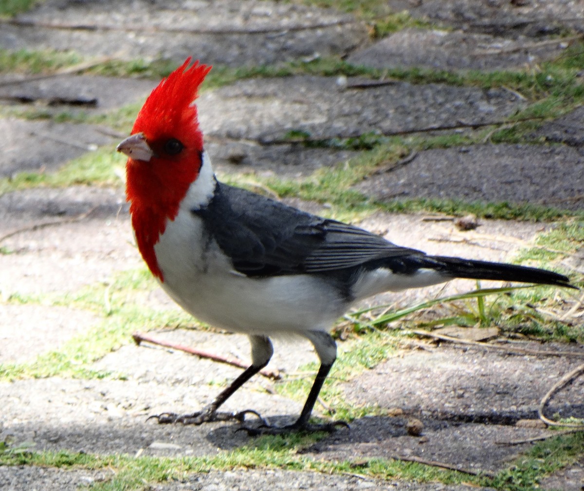 Red-crested Cardinal - Paul Bartlett